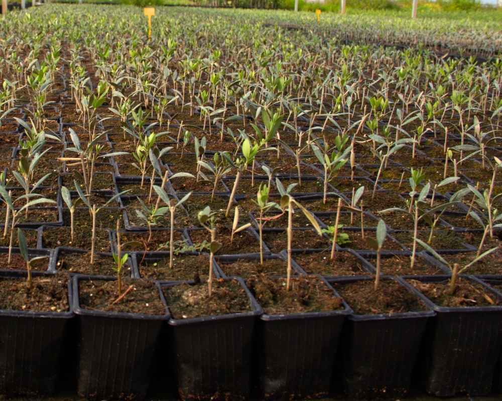 Arbequina - Imagen 2