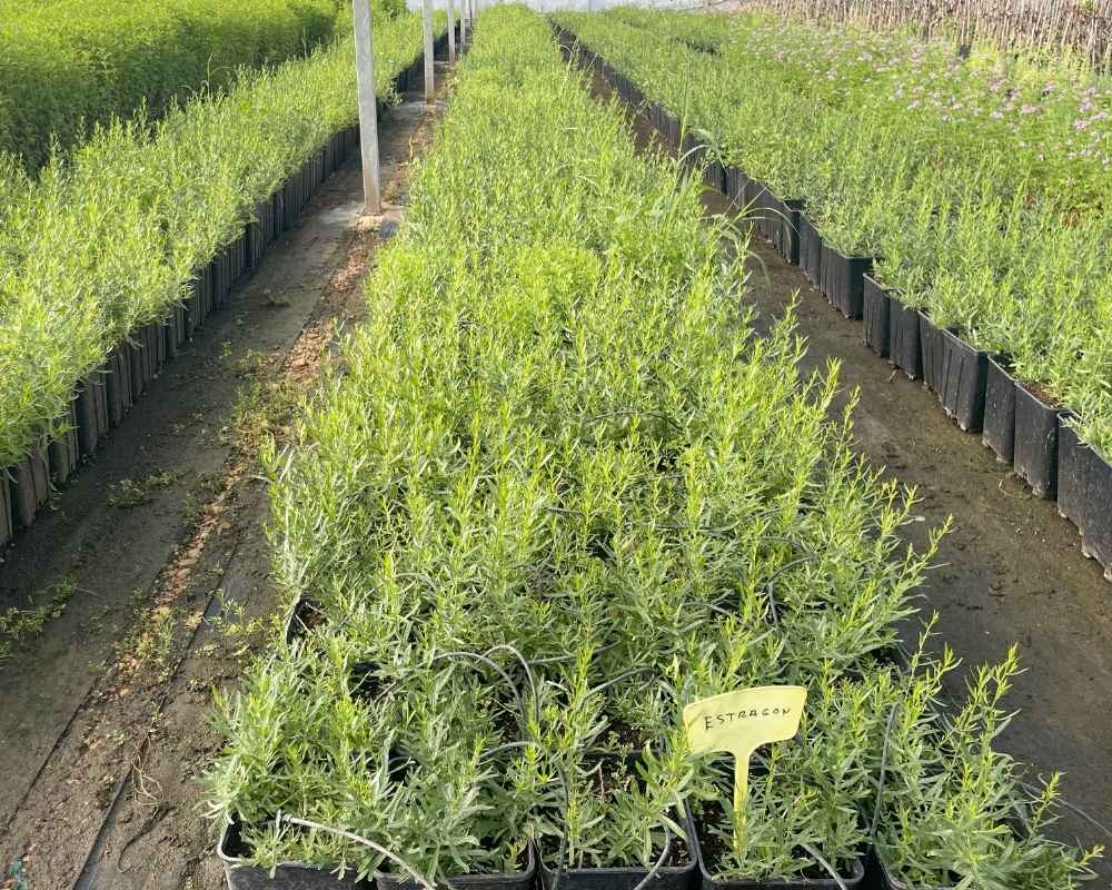 Estragón Francés - Imagen 2