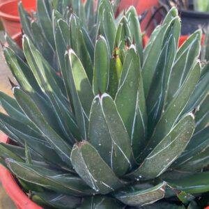 Agave victoriae-reginae