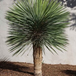 Yucca rostrata