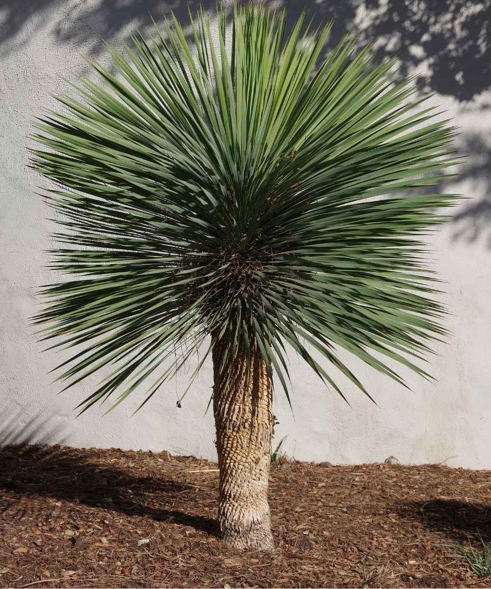 Yucca rostrata