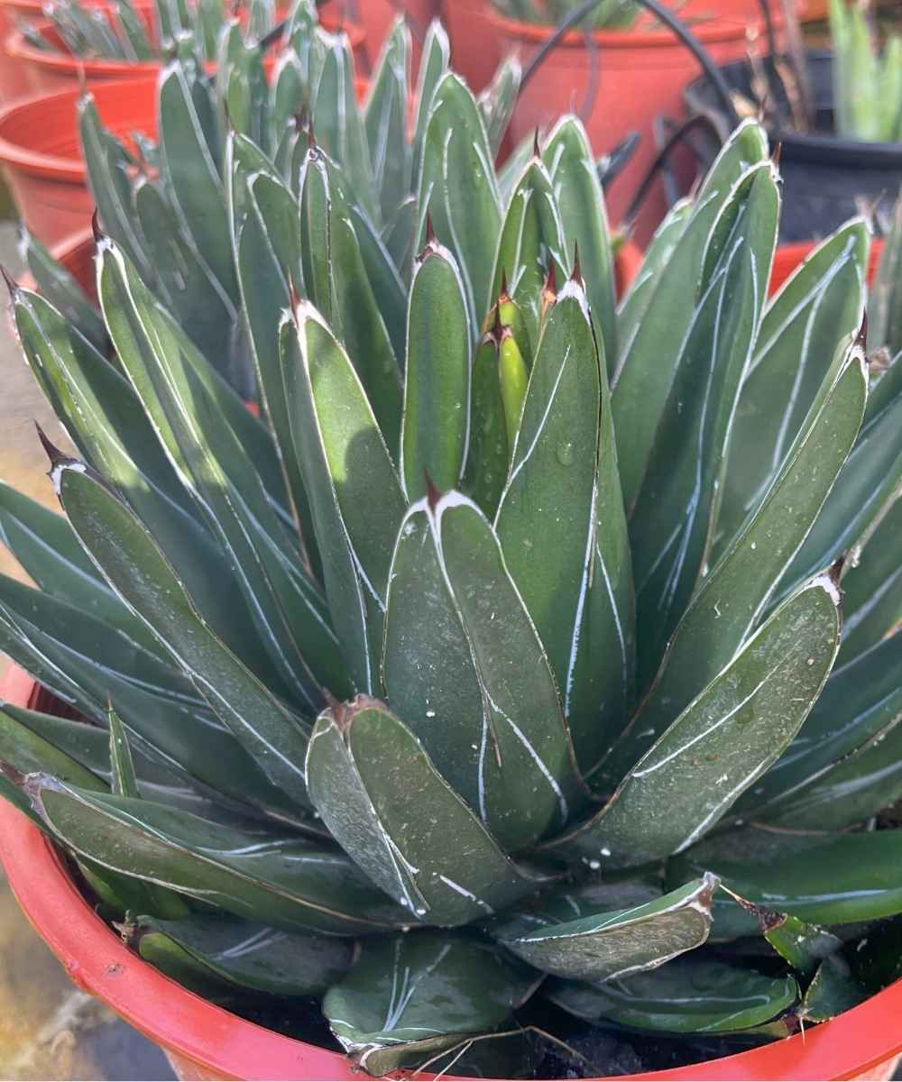 Agave victoriae-reginae
