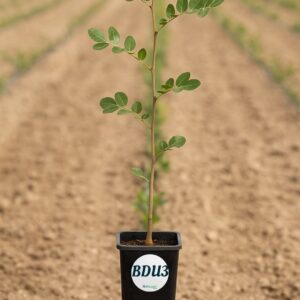 Portainjerto BDU3