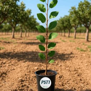 Portainjerto PST1