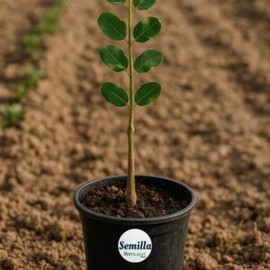 Portainjerto de semilla (algarrobo franco)